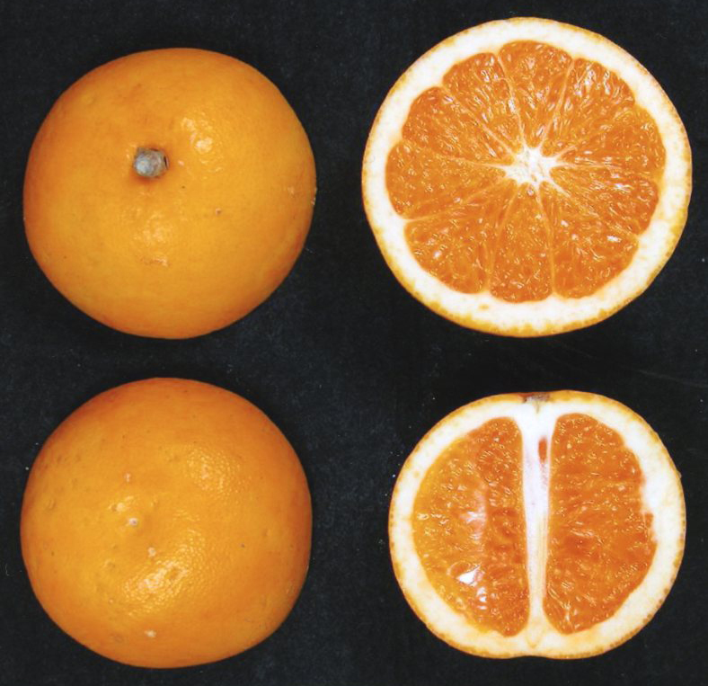 果实 (MAFF, Japan)