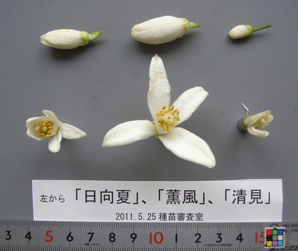 果实 (MAFF, Japan)