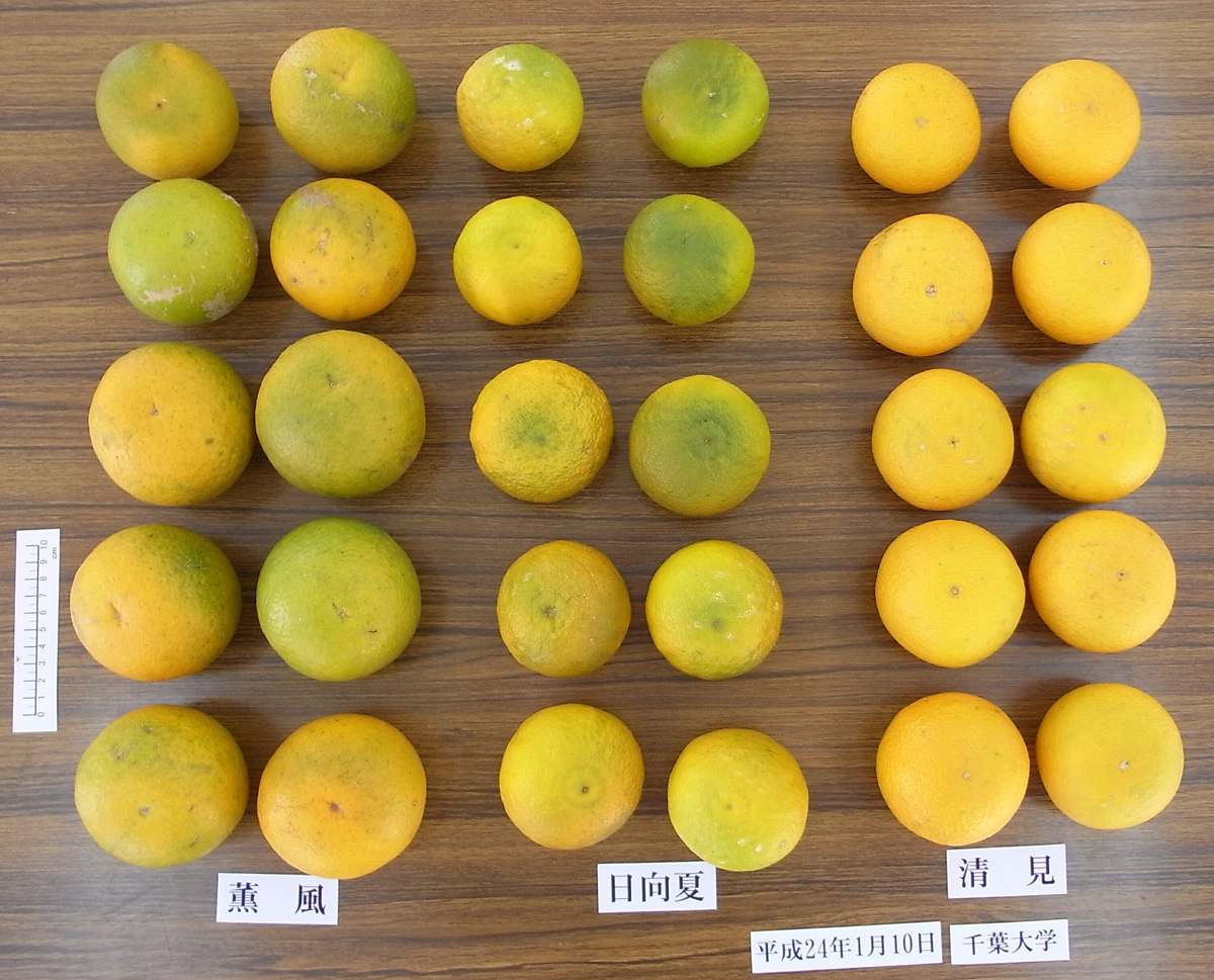 果实 (MAFF, Japan)