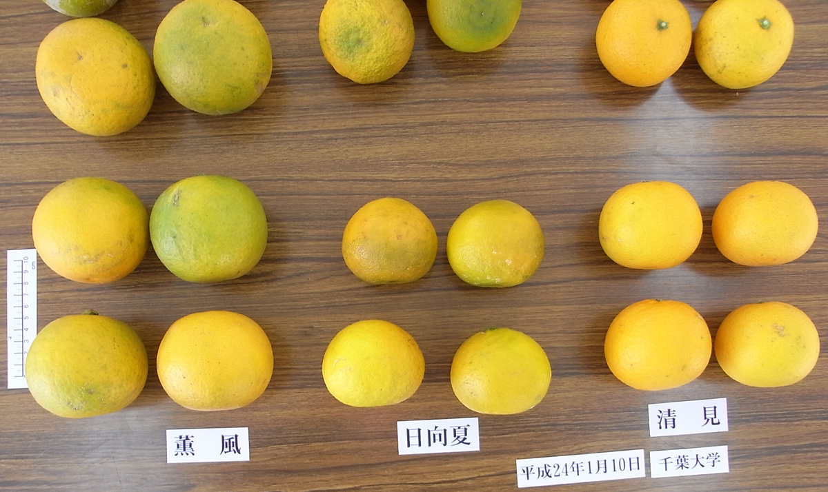 树体 (MAFF, Japan)