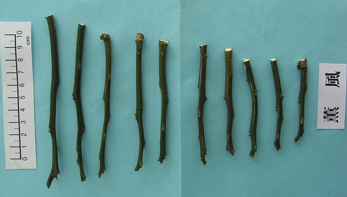 果实 (MAFF, Japan)