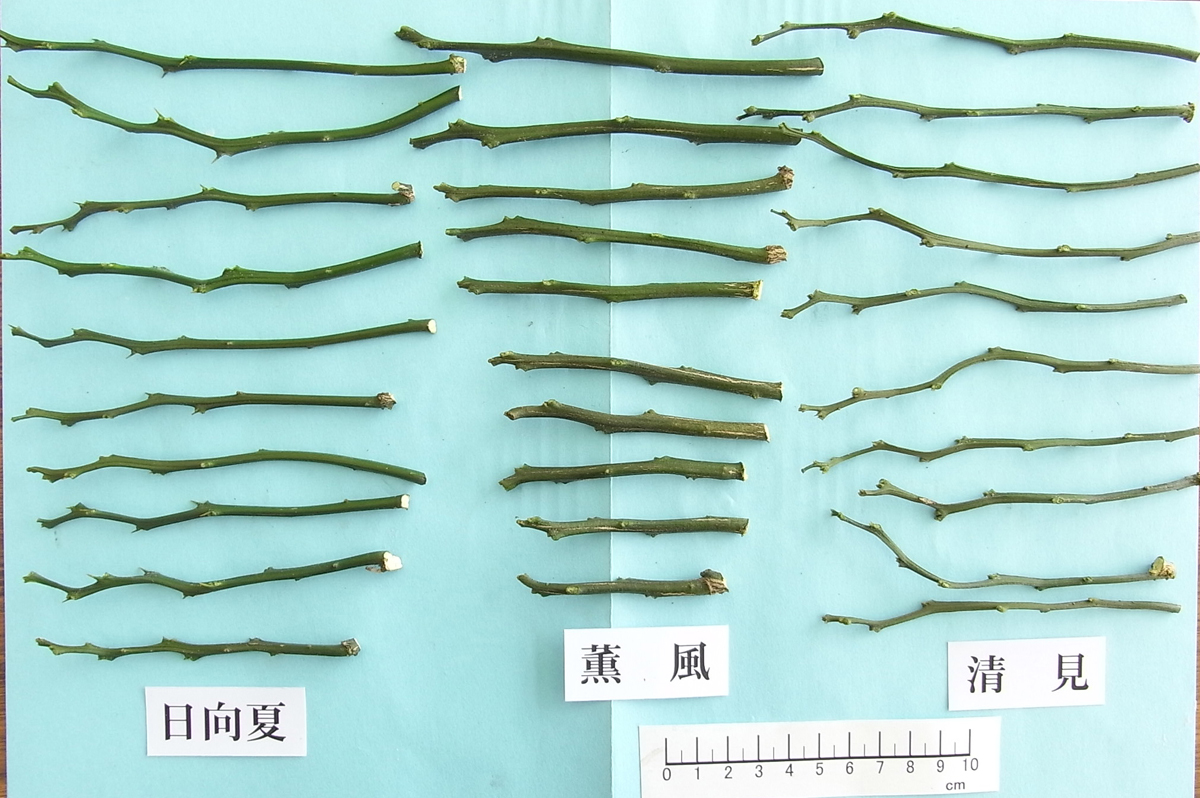 果实 (MAFF, Japan)