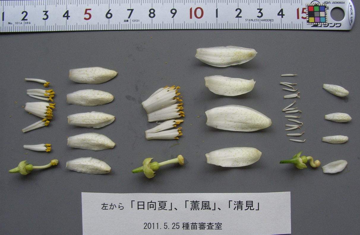 树体 (MAFF, Japan)