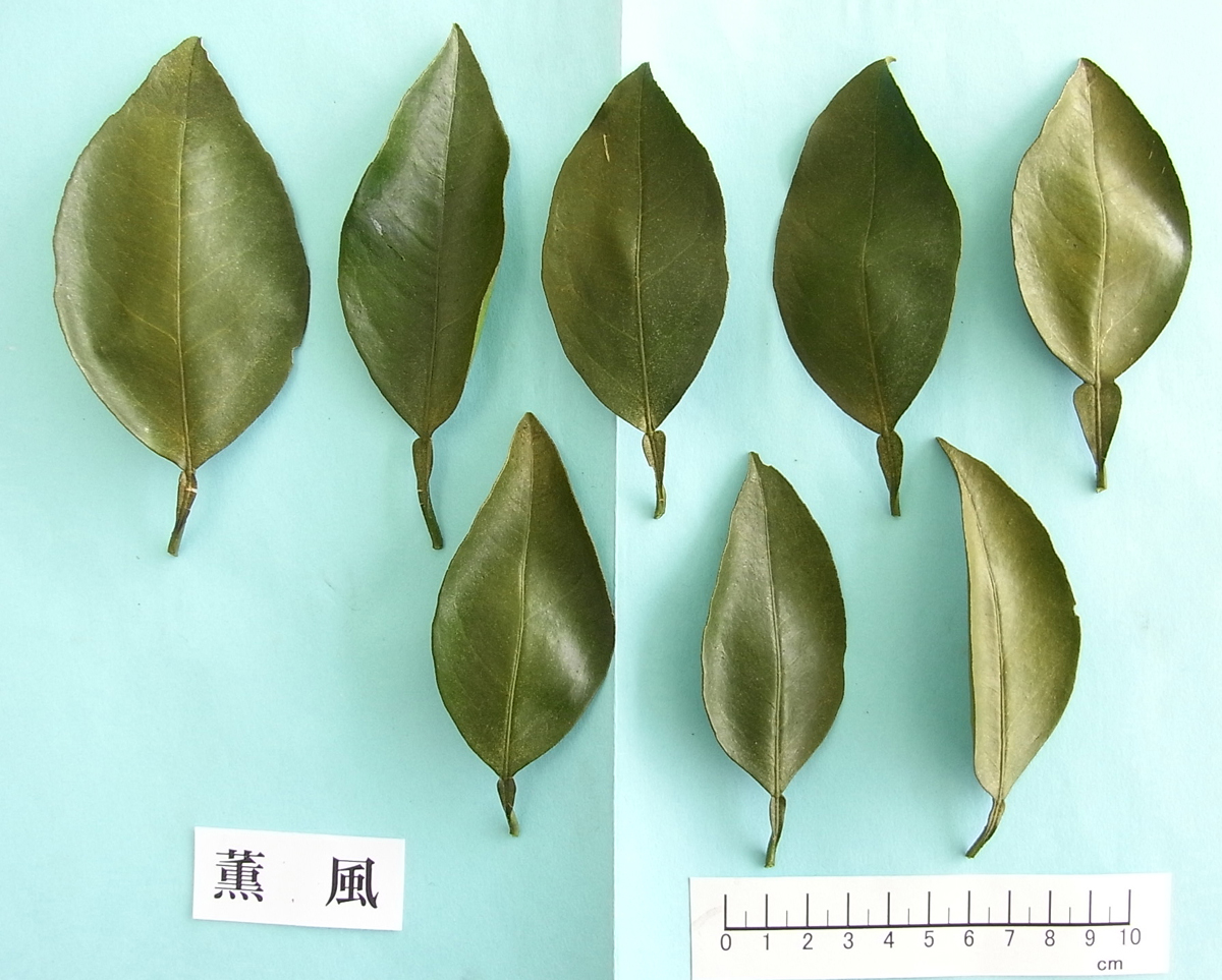 果实 (MAFF, Japan)