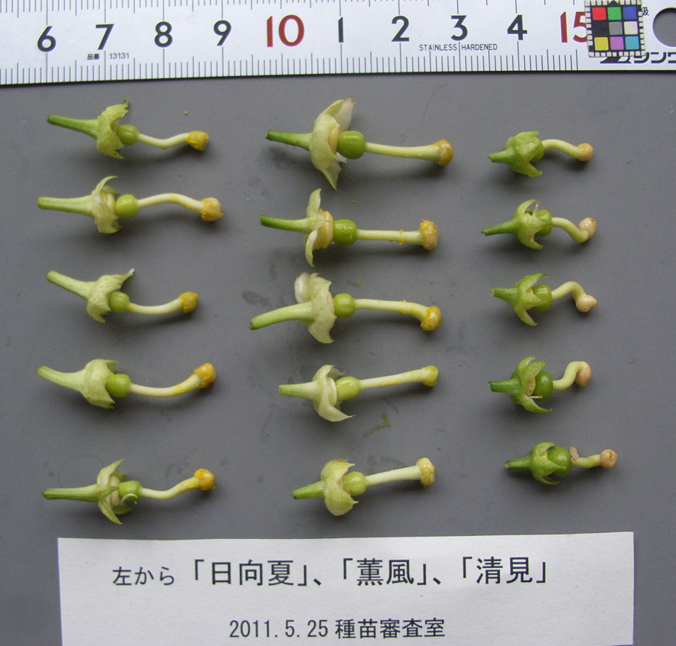 果实 (MAFF, Japan)