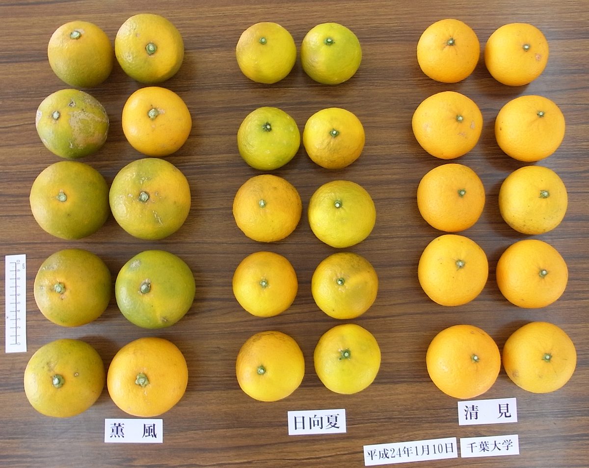 果实 (MAFF, Japan)