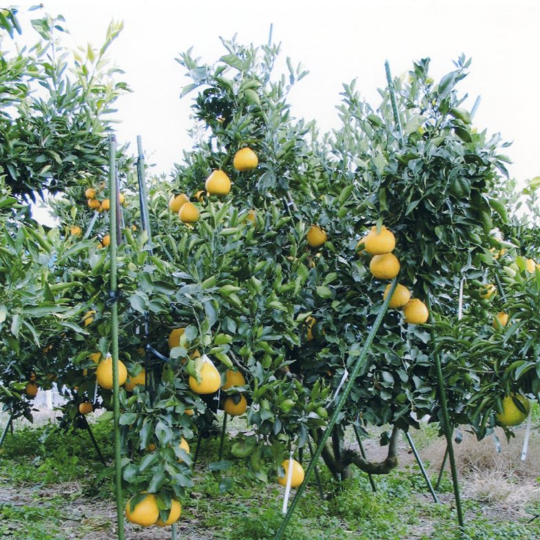 树体 (MAFF, Japan)