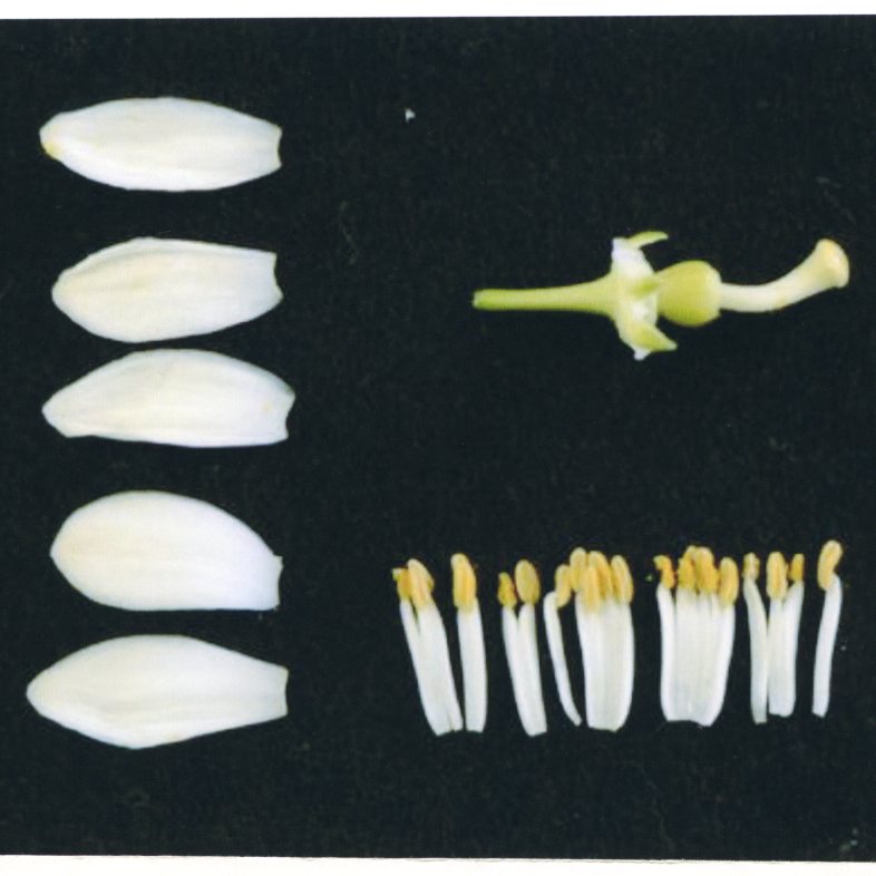 果实 (MAFF, Japan)