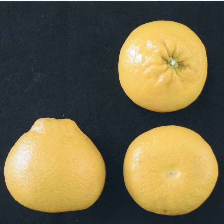 果实 (MAFF, Japan)