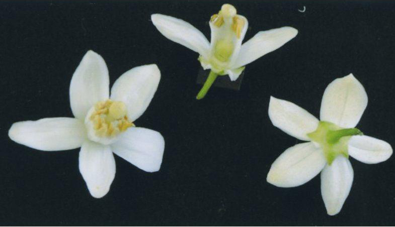 果实 (MAFF, Japan)