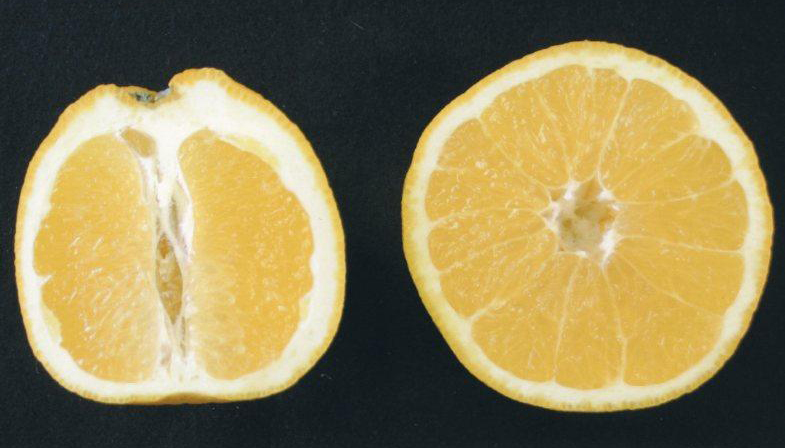 果实 (MAFF, Japan)