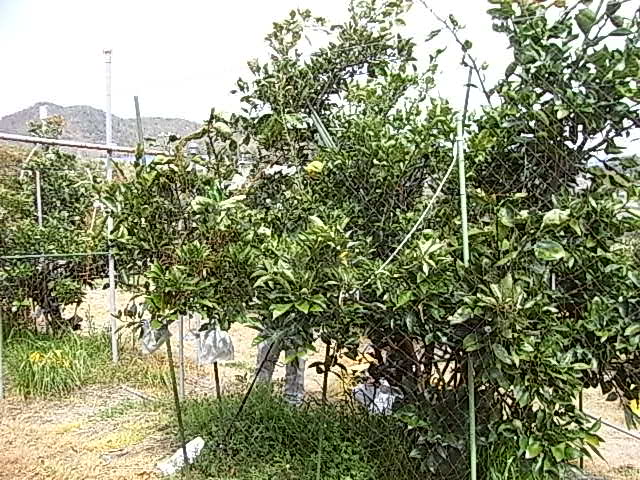 树体 (MAFF, Japan)