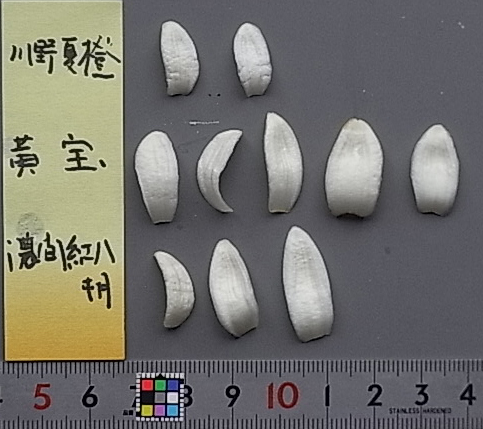 果实 (MAFF, Japan)