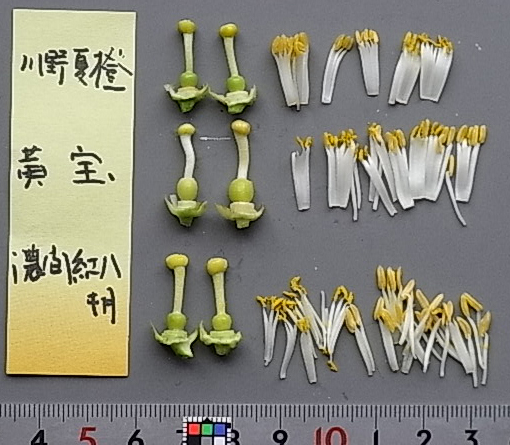 果实 (MAFF, Japan)