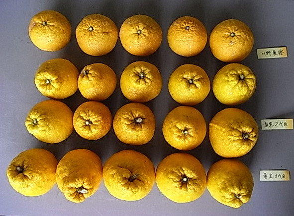 果实 (MAFF, Japan)