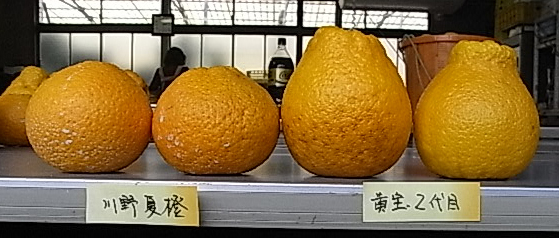 果实 (MAFF, Japan)