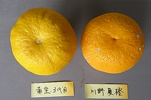 果实 (MAFF, Japan)