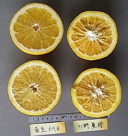 果实 (MAFF, Japan)