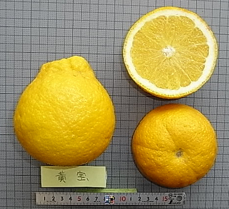 果实 (MAFF, Japan)