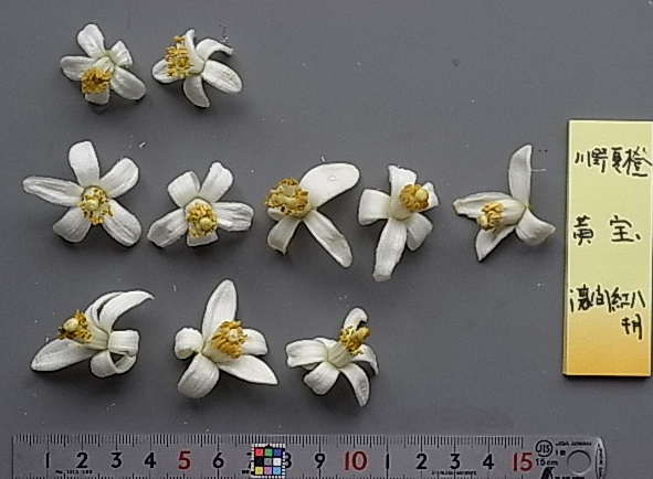 果实 (MAFF, Japan)