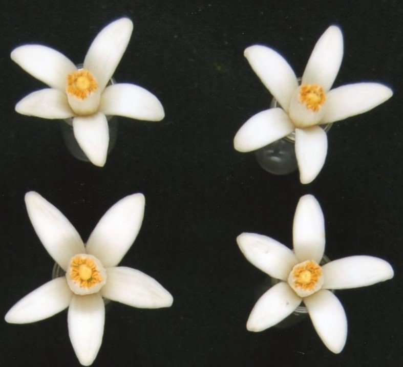 树体 (MAFF, Japan)