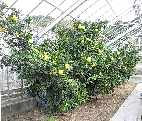 果实 (MAFF, Japan)