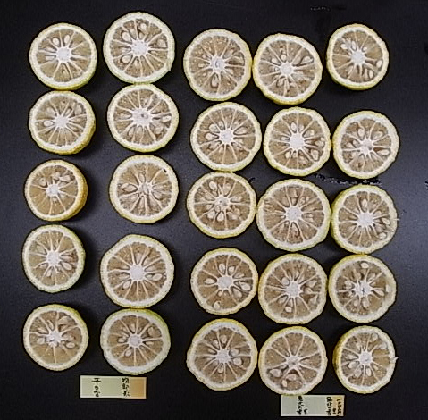 果实 (MAFF, Japan)