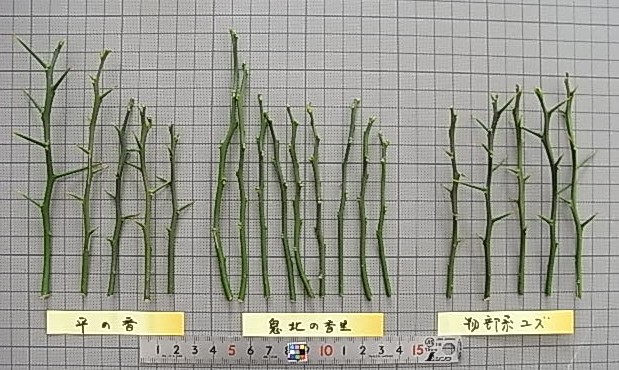 果实 (MAFF, Japan)