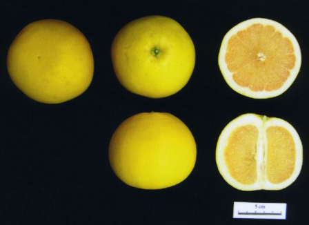 树体 (MAFF, Japan)