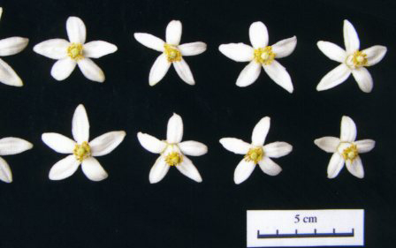 果实 (MAFF, Japan)