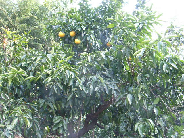 果实 (MAFF, Japan)