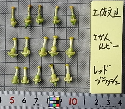 果实 (MAFF, Japan)