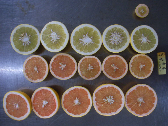 果实 (MAFF, Japan)