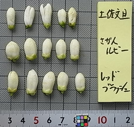 树体 (MAFF, Japan)