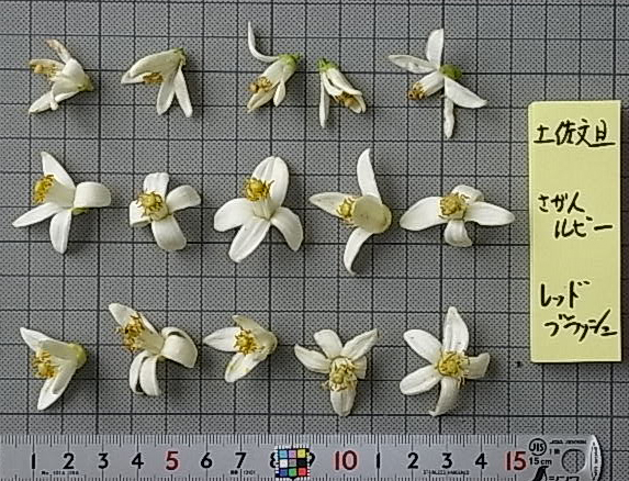 果实 (MAFF, Japan)