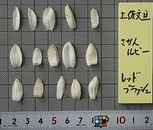 果实 (MAFF, Japan)