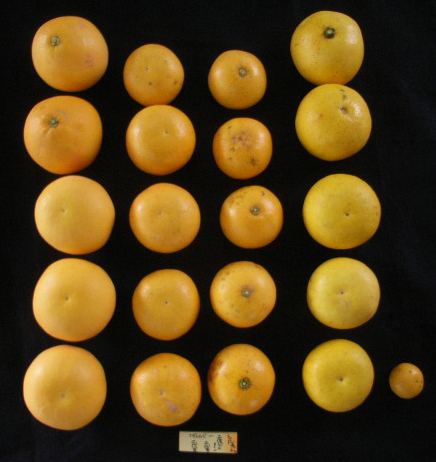 果实 (MAFF, Japan)