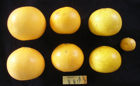 果实 (MAFF, Japan)