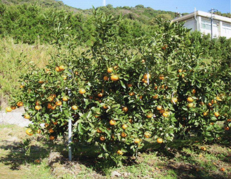 树体 (MAFF, Japan)