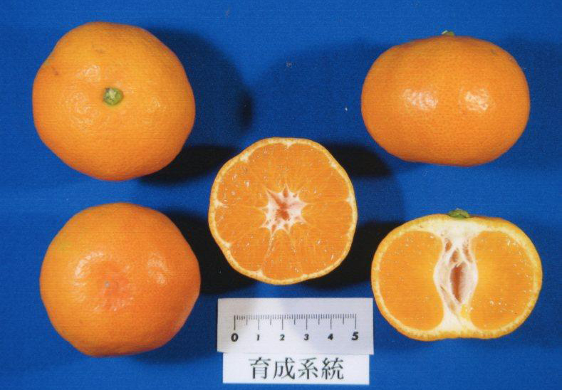 果实 (MAFF, Japan)