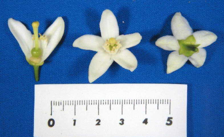 果实 (MAFF, Japan)