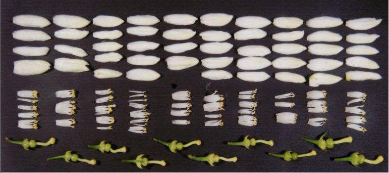 果实 (MAFF, Japan)