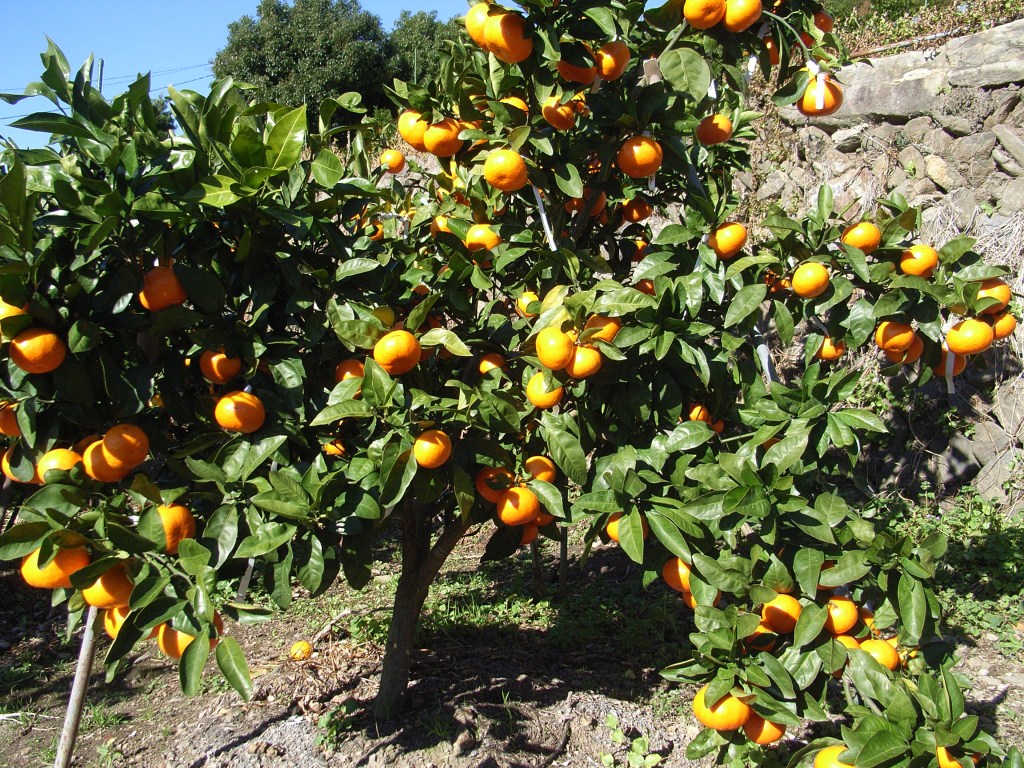 果实 (MAFF, Japan)