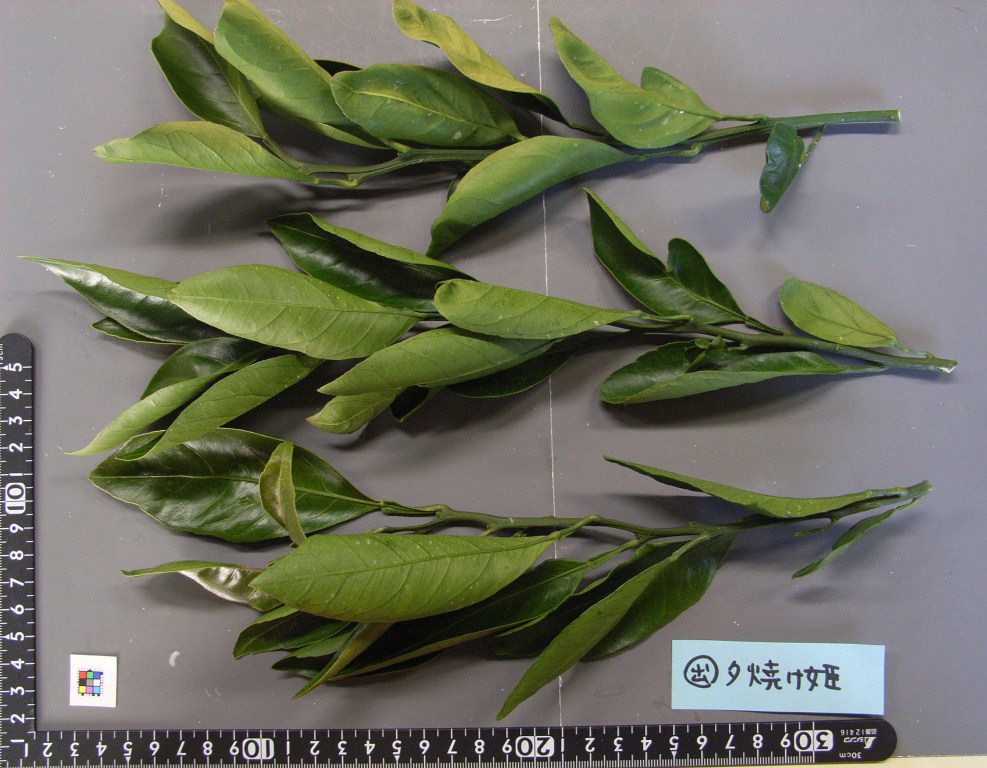 树体 (MAFF, Japan)