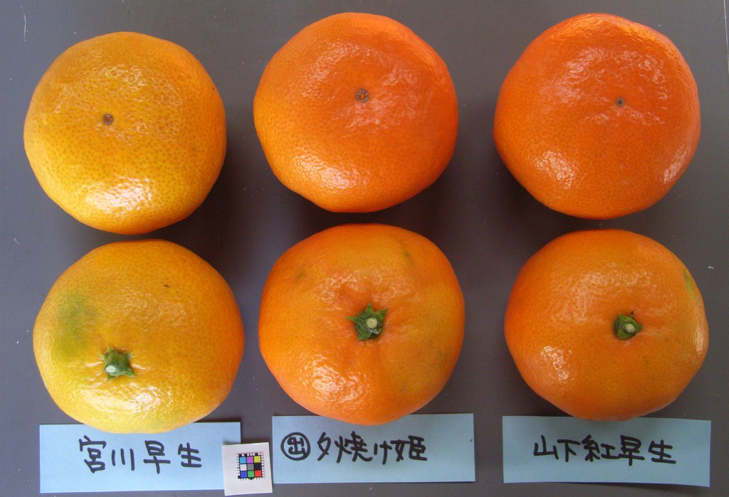 果实 (MAFF, Japan)