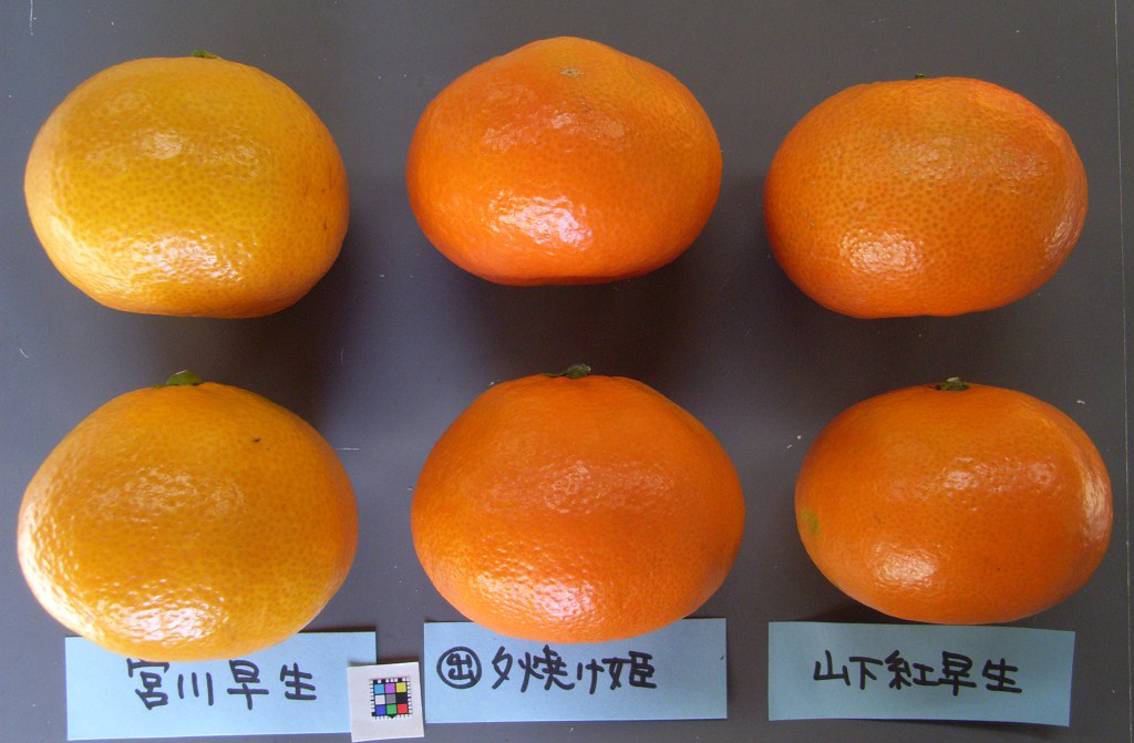 果实 (MAFF, Japan)