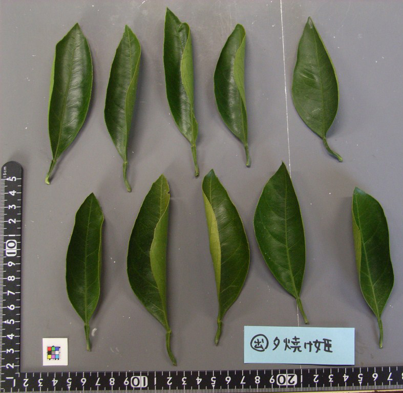 果实 (MAFF, Japan)