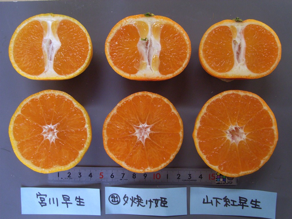 果实 (MAFF, Japan)