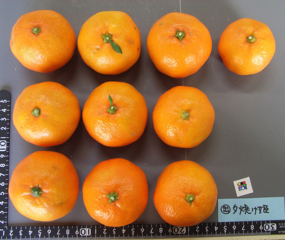 果实 (MAFF, Japan)