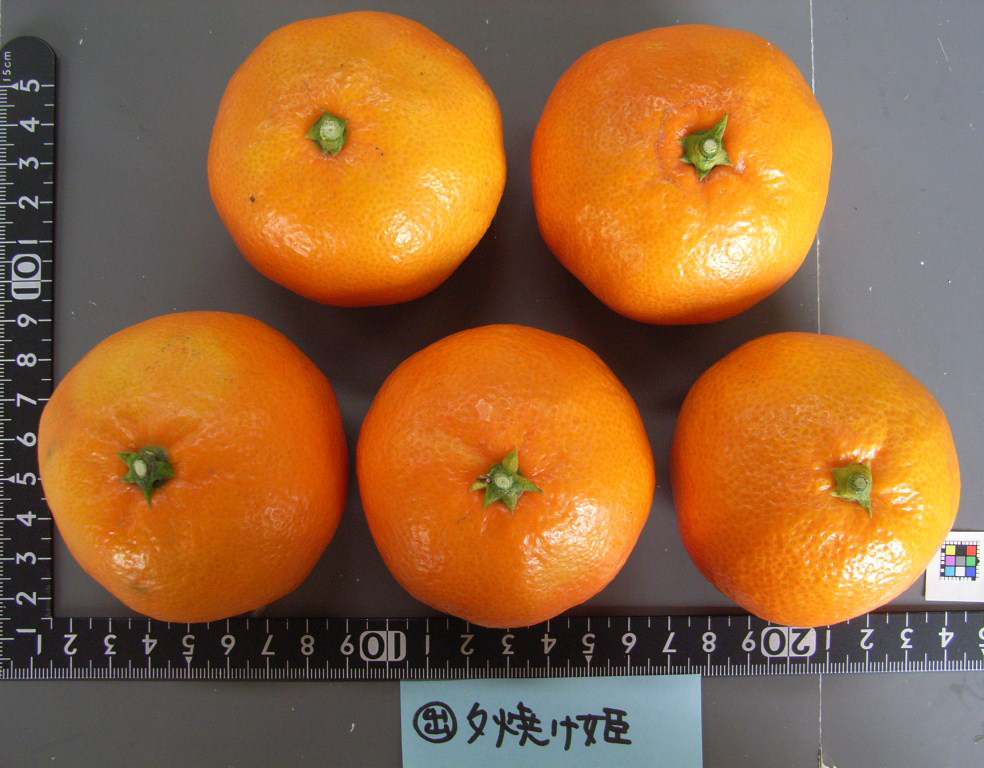 果实 (MAFF, Japan)